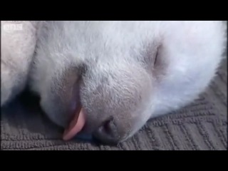 baby polar bear