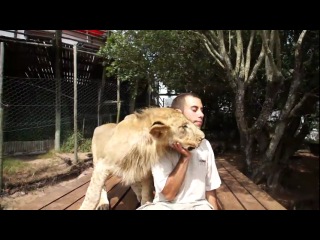 very affectionate lions