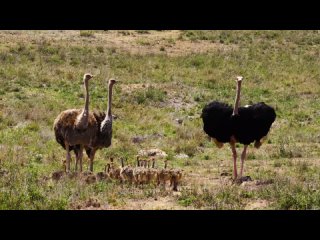 the world of birds in 4k ultra hd