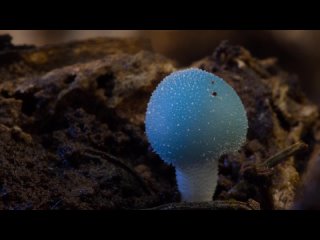 fantastic fungi (2019)