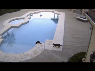 threw another cat into the pool