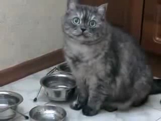 the cat asks for food