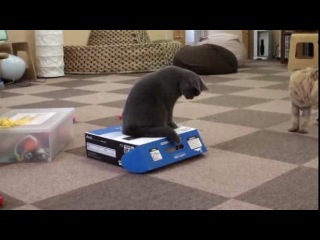 funny video: cats- packed