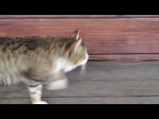 funny walk of a cat
