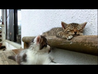 the cat is sleeping, and the cat wakes him up;)